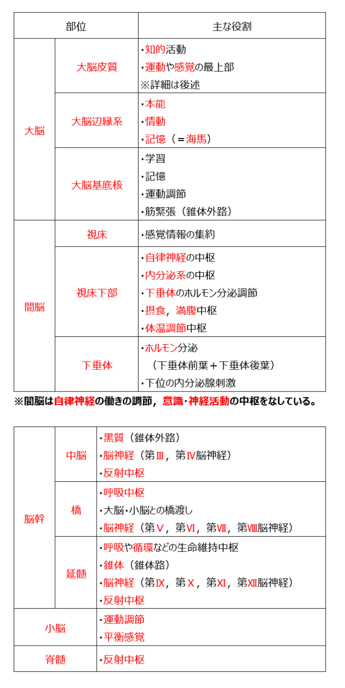 脳の部位と主な役割